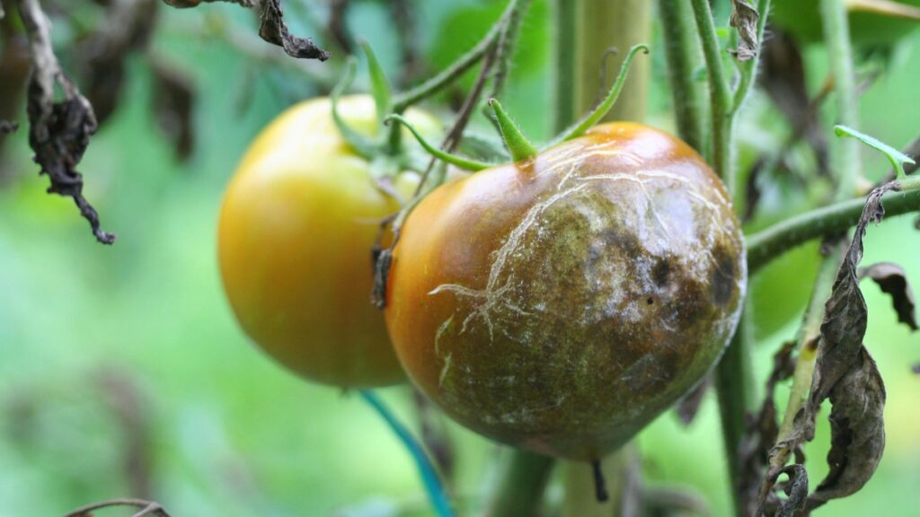 tomates cul noir mildiou