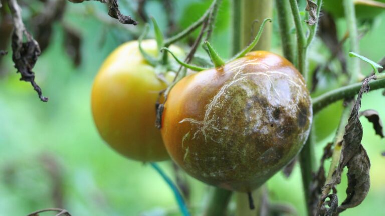 tomates cul noir mildiou