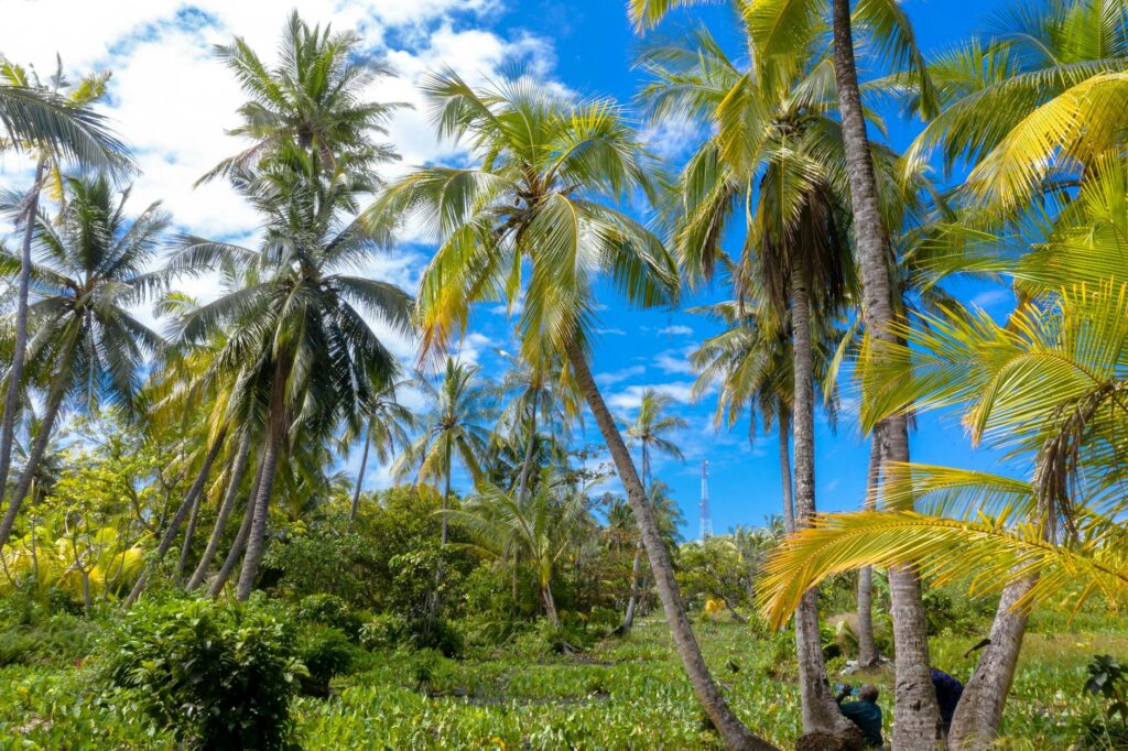 Arbre du voyageur aux grandes feuilles en éventail sous ciel tropical