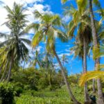Arbre du voyageur aux grandes feuilles en éventail sous ciel tropical