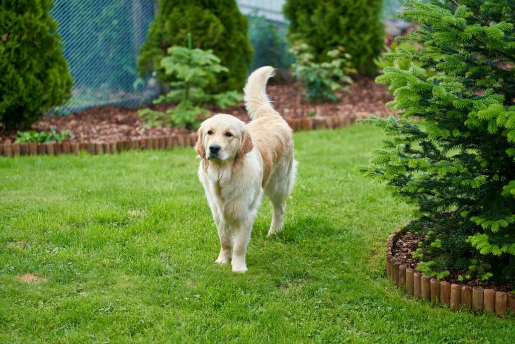 famille heureuse avec un golden retriever dans un jardin de maison