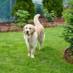 famille heureuse avec un golden retriever dans un jardin de maison