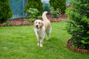 famille heureuse avec un golden retriever dans un jardin de maison