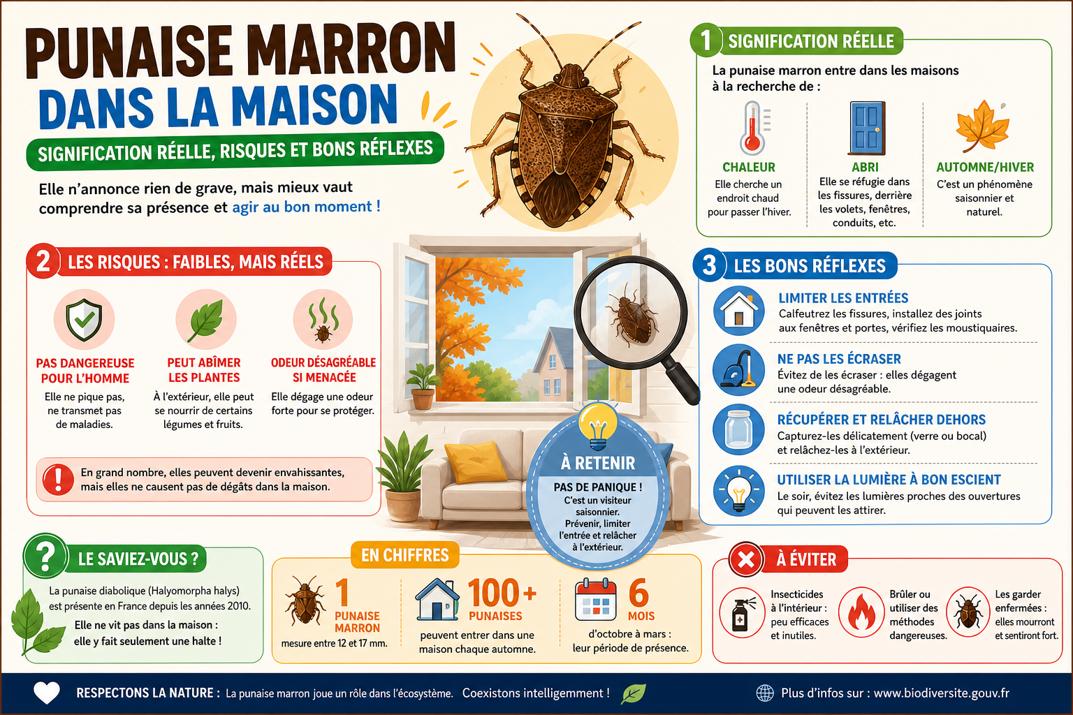 Infographie : Punaise marron dans la maison signification réelle, risques et bons réflexes