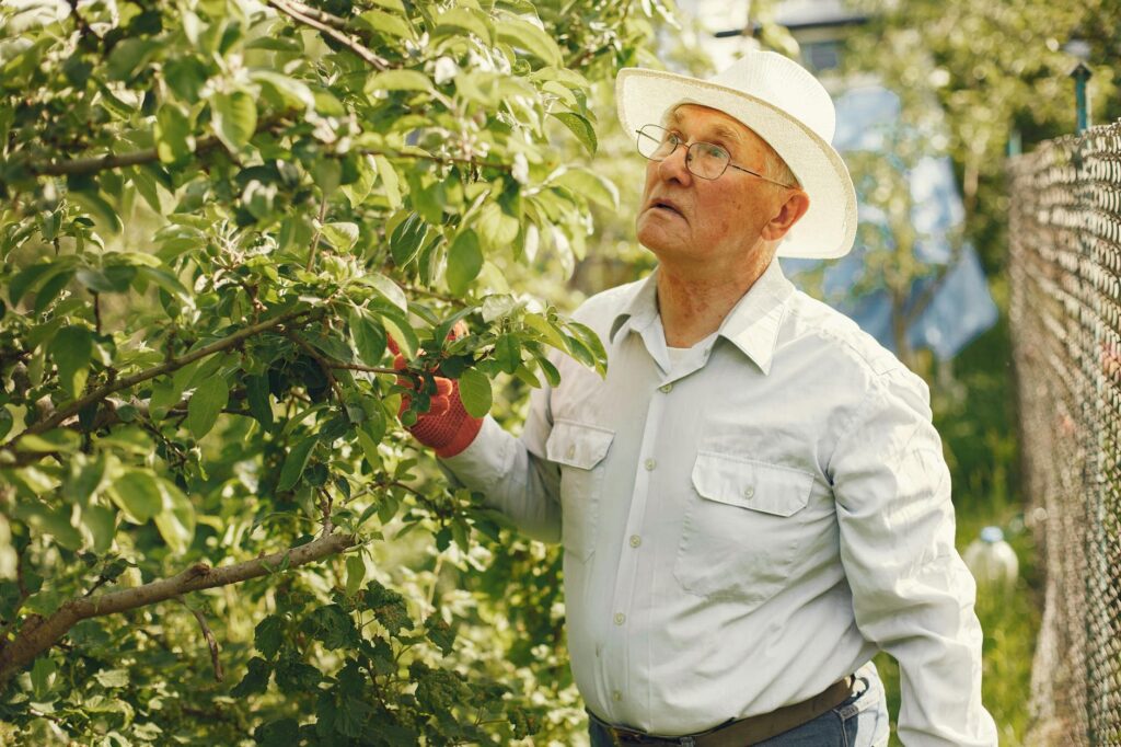 Jardinier taillant les branches d'un citronnier en pot au printemps