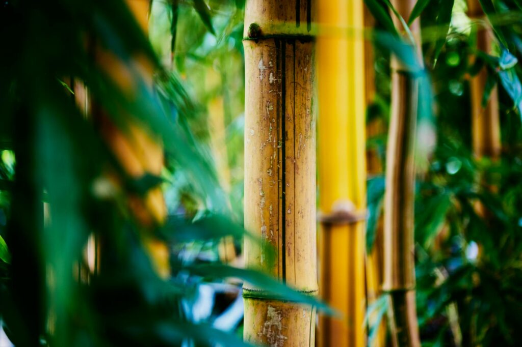 Haie dense de bambous fargesia dans un jardin ensoleillé avec chaumes verts