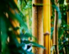 Haies de bambous non traçants : quel Fargesia choisir selon votre jardin ?
