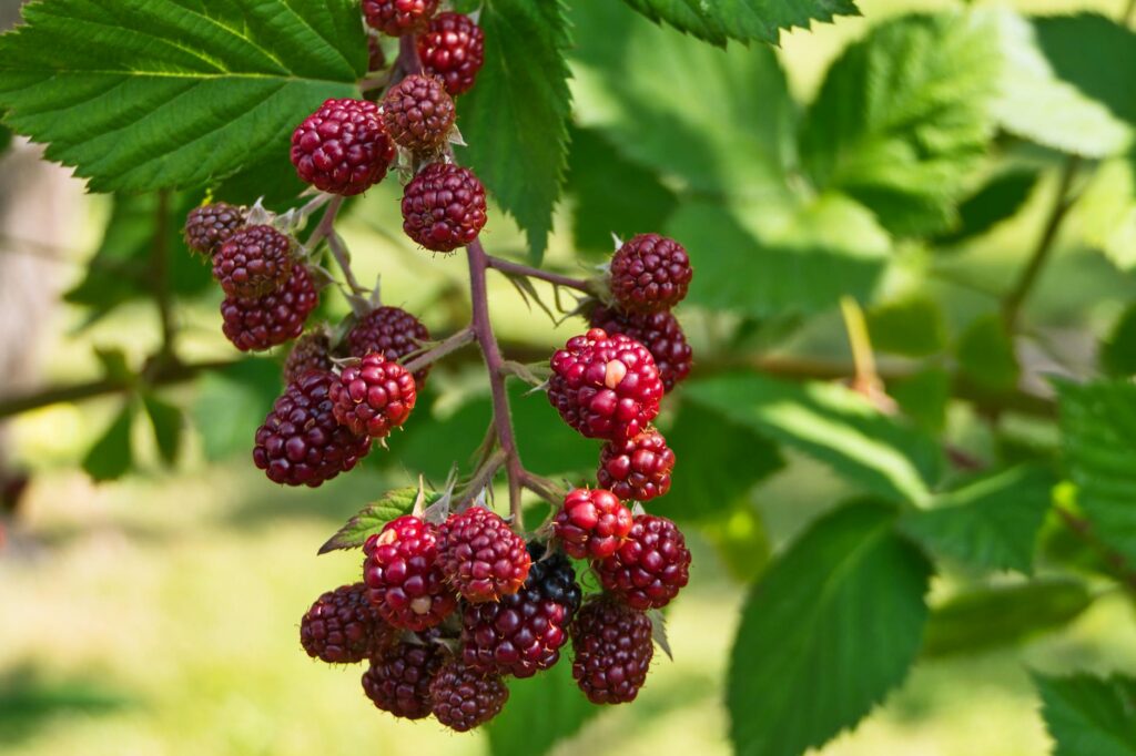 Paillage organique au pied de framboisiers en pleine croissance au jardin