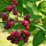Paillage organique au pied de framboisiers en pleine croissance au jardin