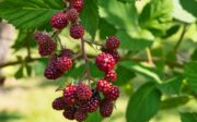 Que mettre au pied des framboisiers pour une récolte vraiment abondante