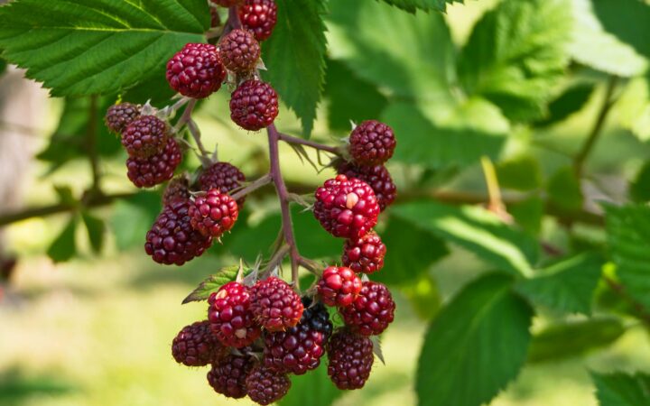 Que mettre au pied des framboisiers pour une récolte vraiment abondante