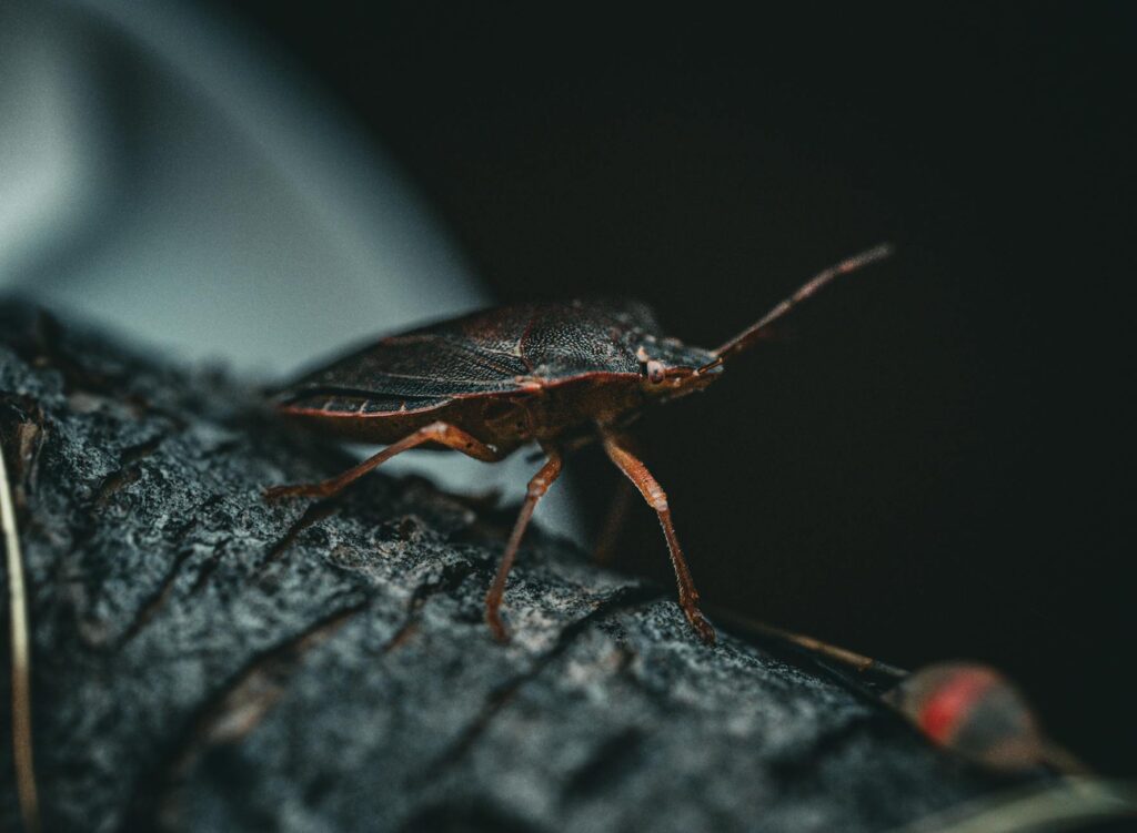punaise diabolique marron sur mur blanc intérieur maison automne