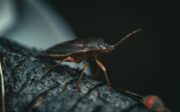 Punaise marron dans la maison signification réelle, risques et bons réflexes