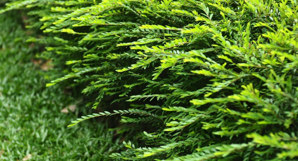 Jardinier taillant une haie verte dense dans un jardin privé au printemps