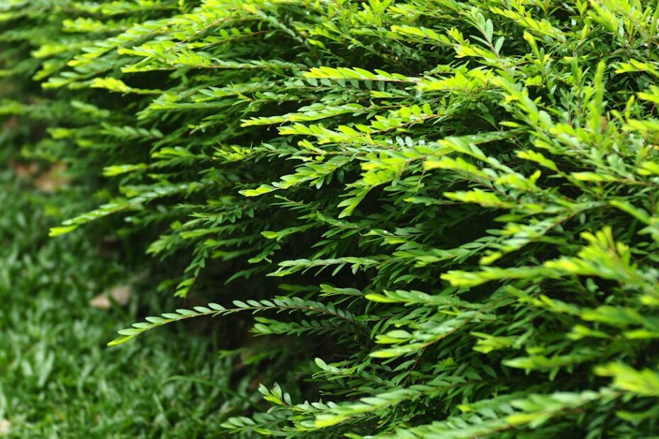 Jardinier taillant une haie verte dense dans un jardin privé au printemps