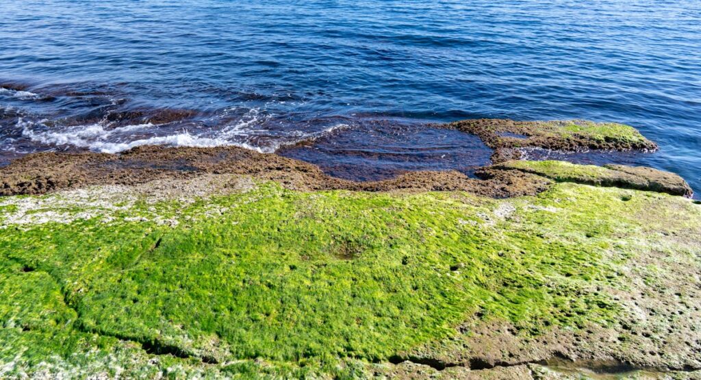 Piscine extérieure avec eau verte trouble envahie par les algues