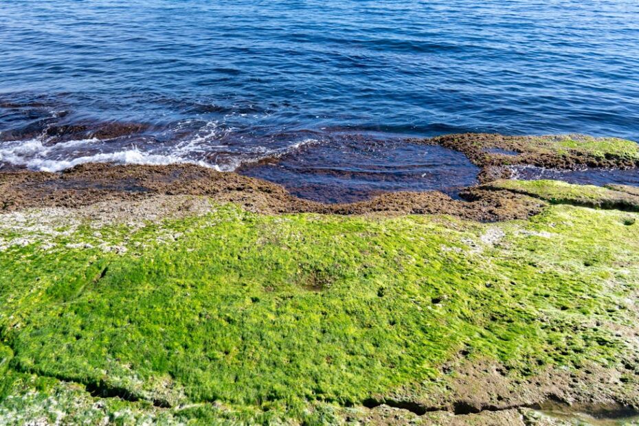 Piscine extérieure avec eau verte trouble envahie par les algues