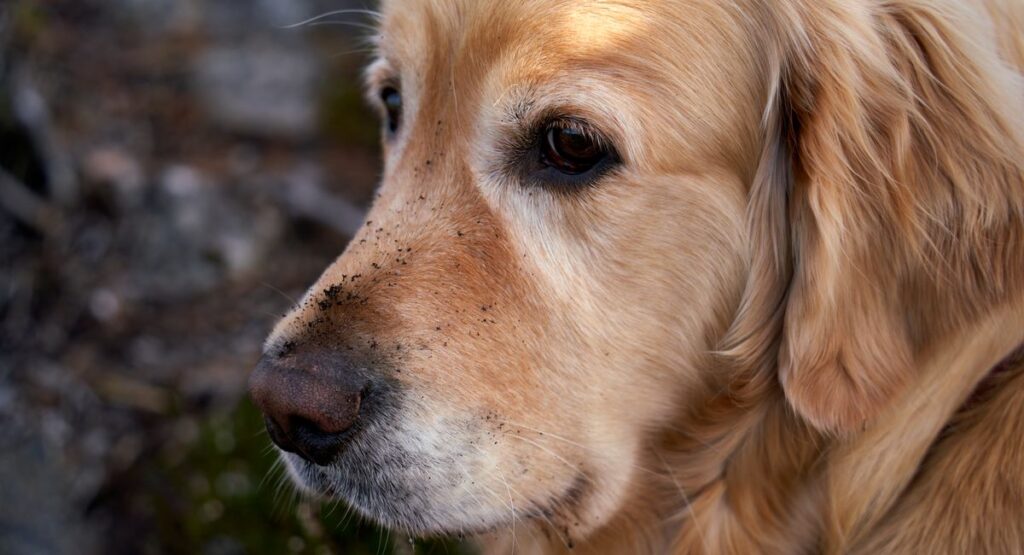 Chien qui creuse dans un jardin fleuri, sol retourné et pattes sales