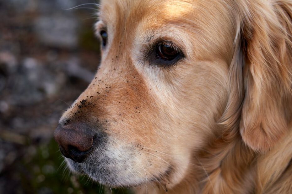 Chien qui creuse dans un jardin fleuri, sol retourné et pattes sales